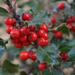 Agrifoglio a Natale: piante tra miti e tradizioni