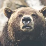 Canada, orso grizzly uccide mamma e figlia