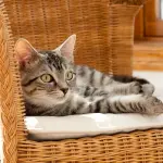 Svelato segreto della lingua dei gatti: ecco cosa è in grado di fare