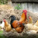 Come allevare le galline ovaiole a terra