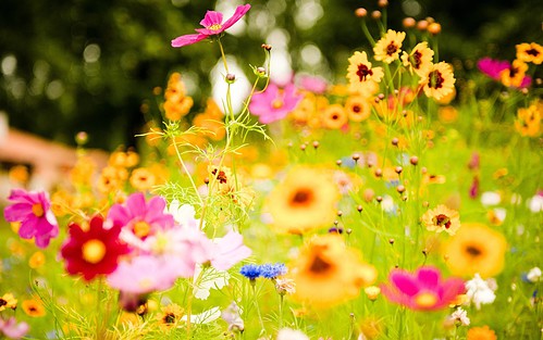 Immagini belle? Ecco dove trovarle