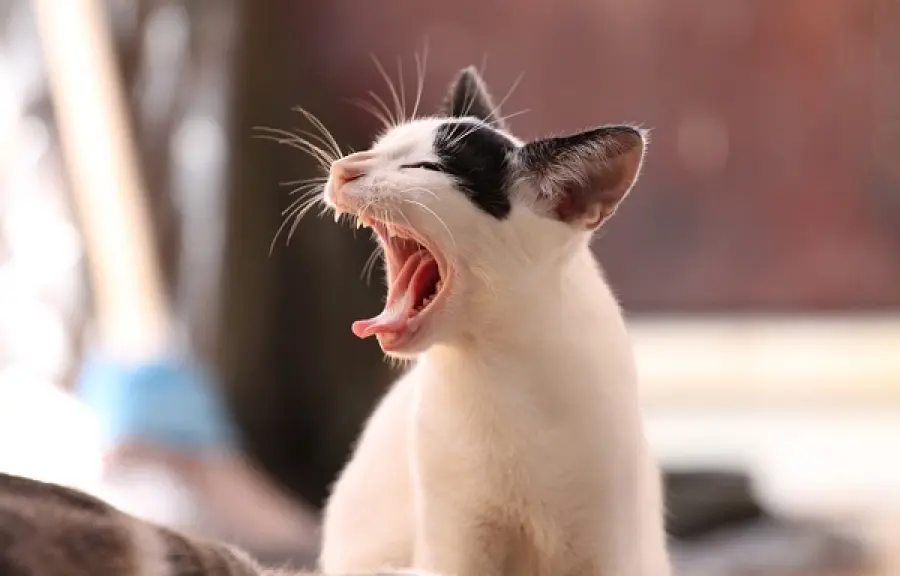 Tornato dal Marocco viene morso da un gatto e muore: scatta l'allarme sanitario