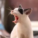 Tornato dal Marocco viene morso da un gatto e muore: scatta l'allarme sanitario