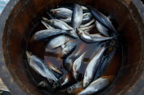 Fare il pesce in barile, storia di un modo di dire