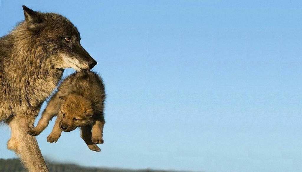 Perchè si dice in bocca al lupo?