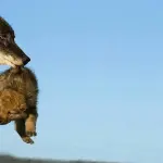 Perchè si dice in bocca al lupo?