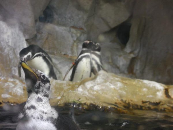 Genova, all'Acquario va in scena la 'pesata' dei pinguini (Video)