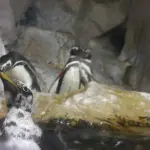 Genova, all'Acquario va in scena la 'pesata' dei pinguini (Video)