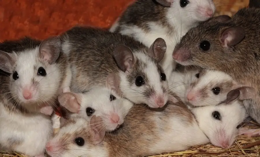 Cellulari: le radiazioni aumentano rischio cancro nei topi