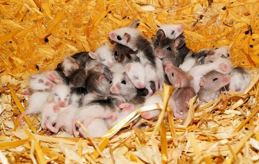 Tokio: lacrime di cuccioli per evitare invasione dei topi