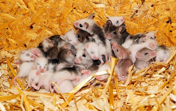 Tokio: lacrime di cuccioli per evitare invasione dei topi