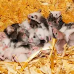 Tokio: lacrime di cuccioli per evitare invasione dei topi