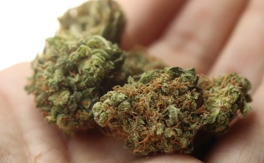 Cannabis: gli studi dimostrano i diversi effetti tra uomo e donna