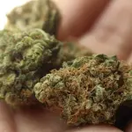 Cannabis: gli studi dimostrano i diversi effetti tra uomo e donna