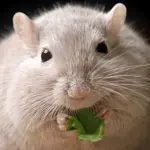 Topi obesi: trovata una proteina bifronte per farli dimagrire