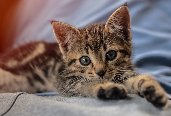 Gatto debilitato e con infezione alla bocca salvato in extremis (VIDEO)
