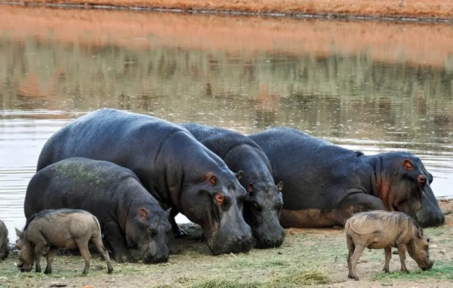 Zambia: gli ippopotami in eccesso verranno abbattuti