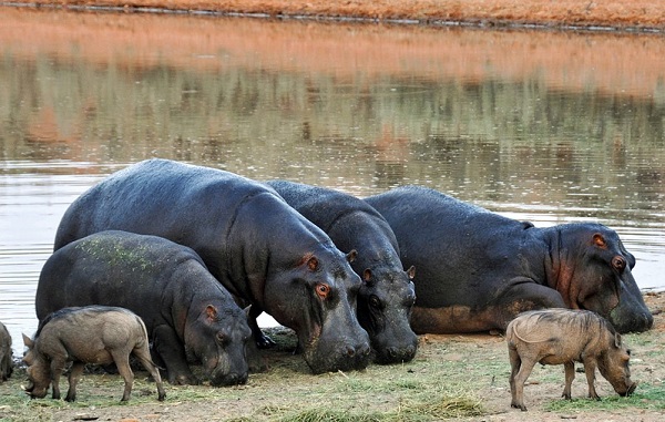 Zambia: gli ippopotami in eccesso verranno abbattuti