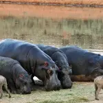 Zambia: gli ippopotami in eccesso verranno abbattuti