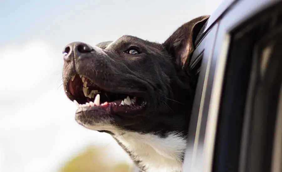 Cane stanco di attendere padrone in auto: la vendetta diventa virale (VIDEO)