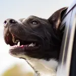 Cane stanco di attendere padrone in auto: la vendetta diventa virale (VIDEO)