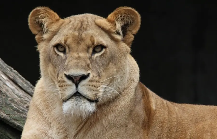 Indianapolis: choc allo zoo, leonessa uccide leone