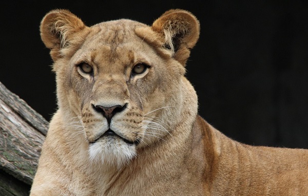 Indianapolis: choc allo zoo, leonessa uccide leone