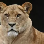 Indianapolis: choc allo zoo, leonessa uccide leone