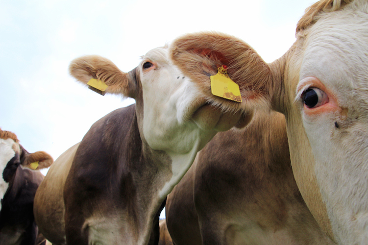 Mucca pazza, torna la paura: l'allerta in Scozia