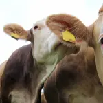 Mucca pazza, torna la paura: l'allerta in Scozia