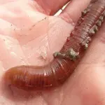 India: estratto dall'occhio un verme di 15 centimetri (VIDEO)