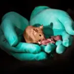 Cina: nati due topi da due madri grazie alle staminali