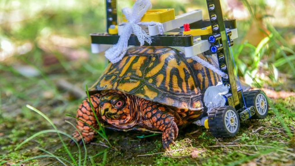 Tartaruga in sedia a rotelle di Lego: aveva il guscio spezzato