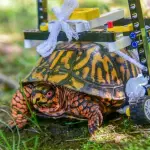 Tartaruga in sedia a rotelle di Lego: aveva il guscio spezzato