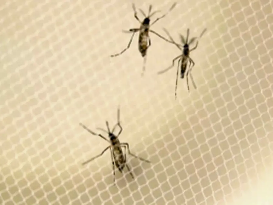 Insetti killer, ecco la nuova frontiera delle armi di massa