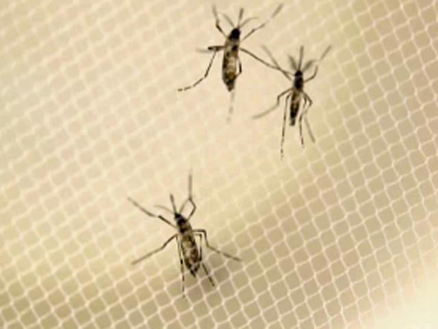 Insetti killer, ecco la nuova frontiera delle armi di massa