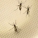 Insetti killer, ecco la nuova frontiera delle armi di massa