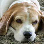 I cani non sono così intelligenti come si pensa: lo rivela una ricerca