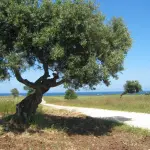 Ulivi pugliesi: tutti contaminati da un parassita