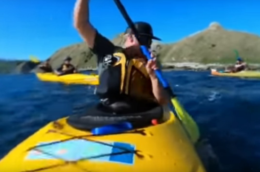 Nuova Zelanda: foca schiaffeggia un uomo con un polpo (video)