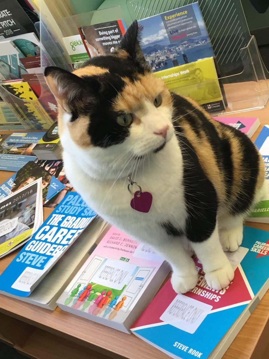 Gatti migliori amici dell’uomo: fanno bene alla salute