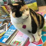 Gatti migliori amici dell’uomo: fanno bene alla salute