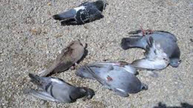 Moria di piccioni a Torino, qual è la causa?