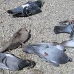 Moria di piccioni a Torino, qual è la causa?