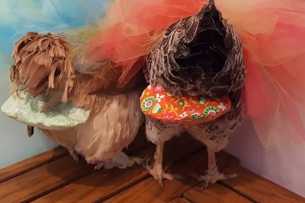 Pannolini per galline, come si usano