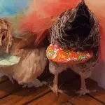 Pannolini per galline, come si usano