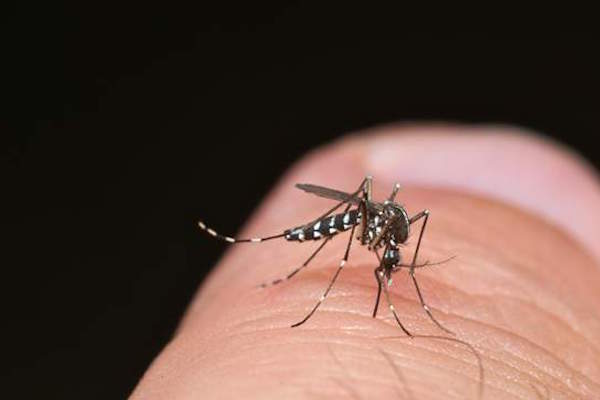 Febbre del Nilo: rischio di trasmissione in tutta la Sardegna