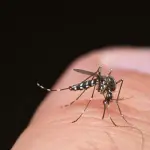 Febbre del Nilo: rischio di trasmissione in tutta la Sardegna