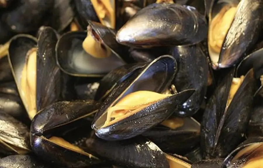 Cozze contaminate. E' allarme per Escherichia Coli