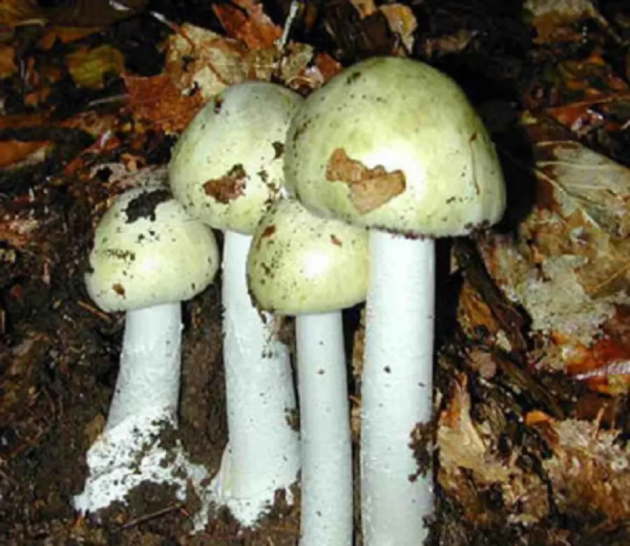 Avvelenamento da funghi Amanita Falloide, sintomi e cosa fare